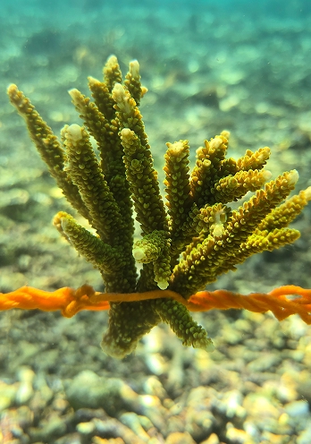 Adopt A Coral