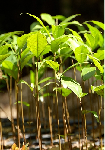 Adopt A Tree