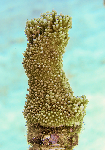 COZUMEL