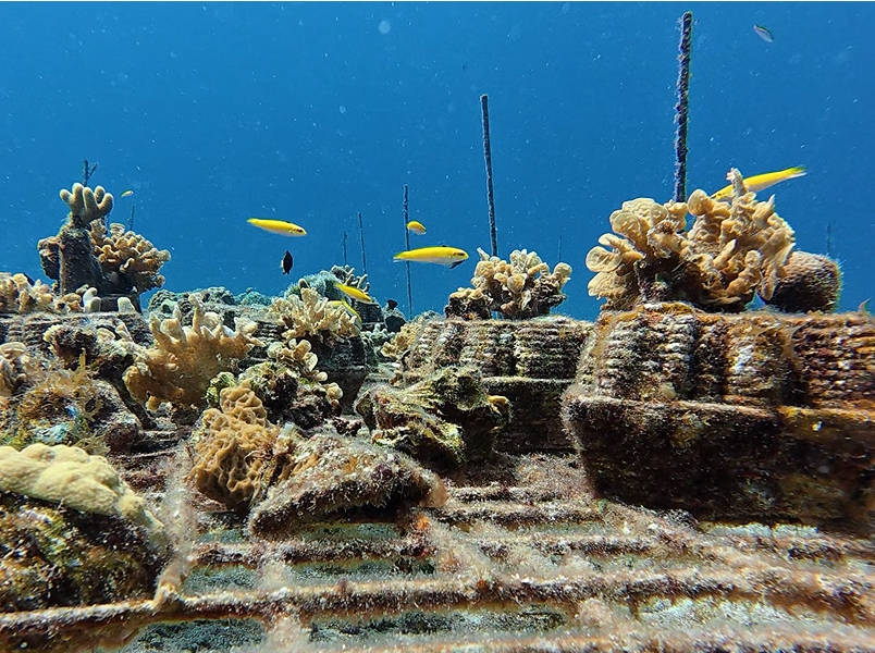 Coral reef underwater scenery in Cozumel, Mexico