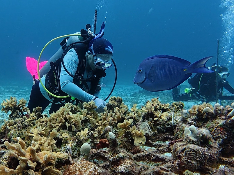 CCRRP diver monitoring restored corals on the Cozumel reef