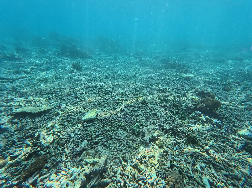 Damaged coral rubble on a reef in Nusa Penida, Bali before restoration