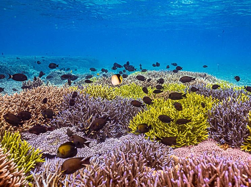 Coral reef underwater scenery in Nusa Penida