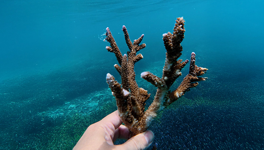 Coral reef restoration experience