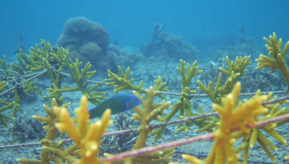 Indonesia Coral Triangle marine conservation