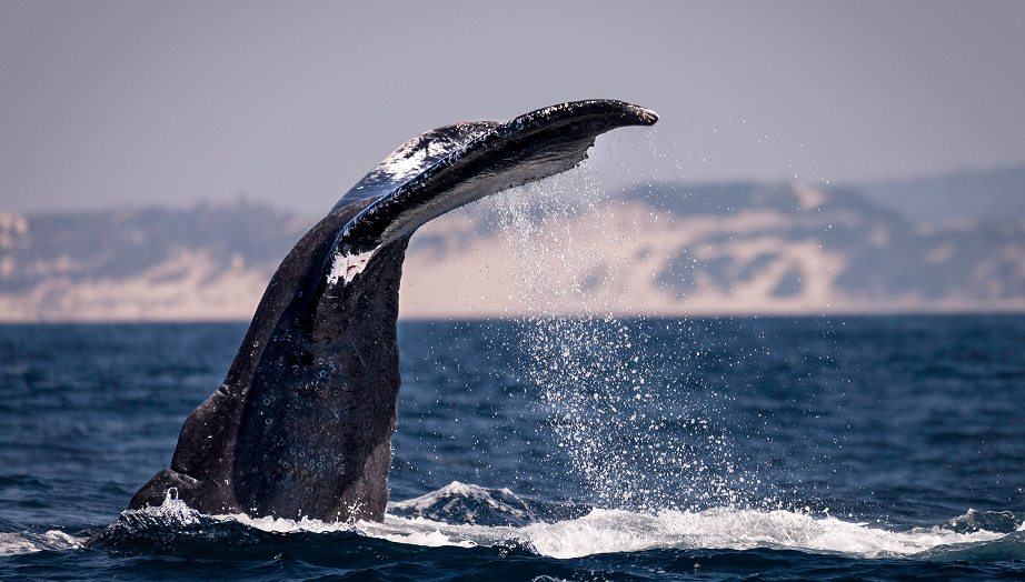 Marine citizen science expedition