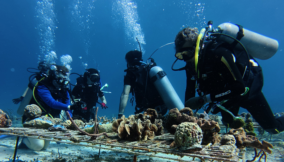 Mesoamerican Reef coral restoration in Mexico