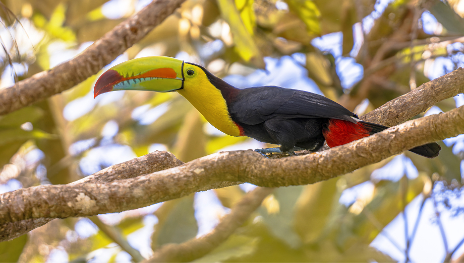 Mexico Yucatan forest and wildlife conservation