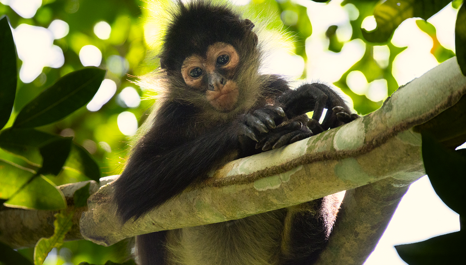 Wildlife conservation experience
